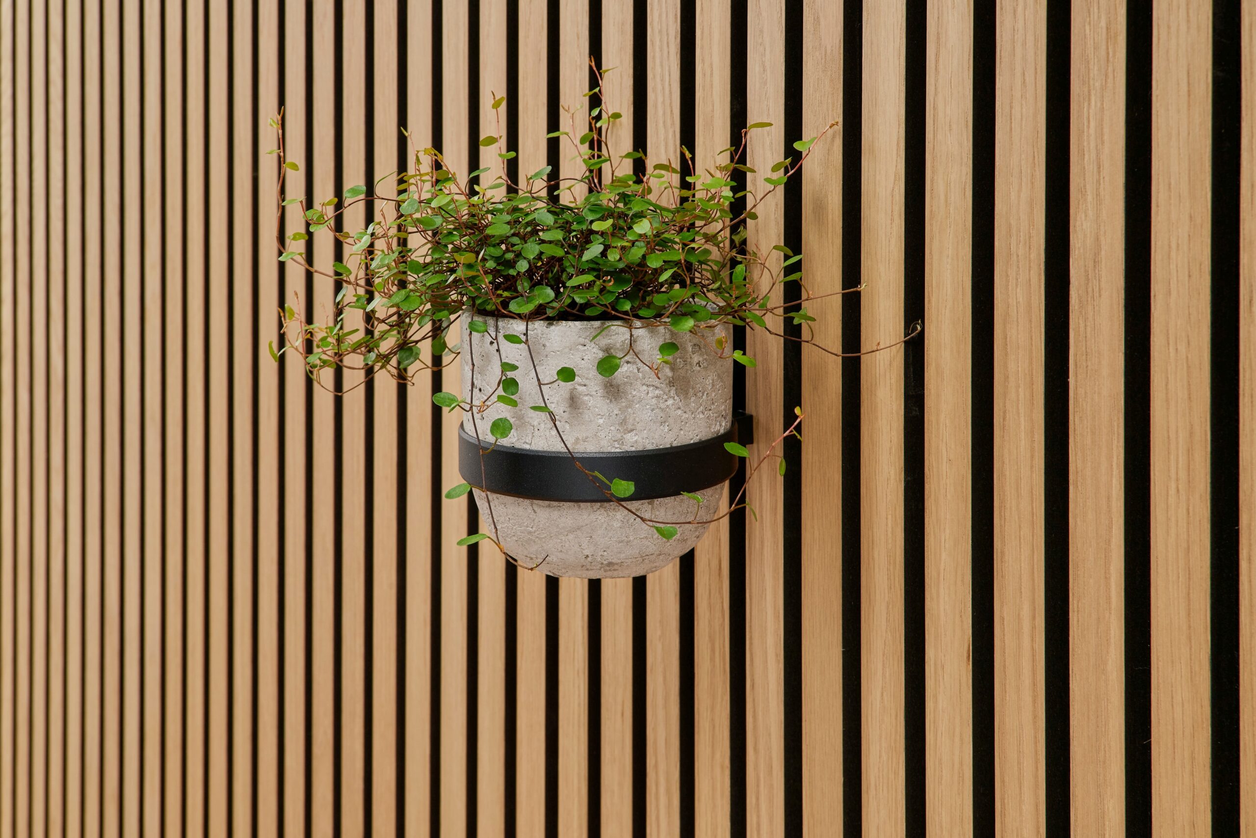 1101340211_LW_Blumentopfring_Soeren_ZB-Bild_V02
